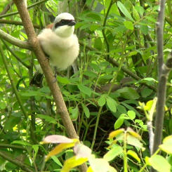 Vater Neunt&ouml;ter nach F&uuml;tterung, der br&uuml;tenden Mutter im Nest, vor Abflug zur Futtersuche.