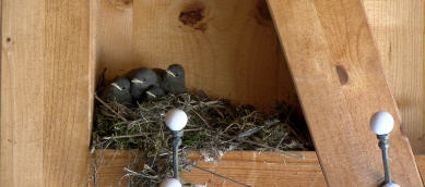 Die vier Jungv&ouml;gel schauen einer Ameise am Holzbalken zu.