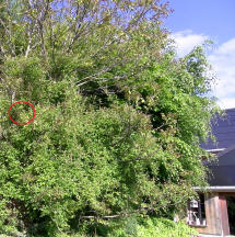 Neunt&ouml;ternest im Heckenrosenstrauch unter dem Wallnussbaum.